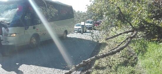 Na autokar spadł konar drzewa. Ranny pasażer (ZDJĘCIE)