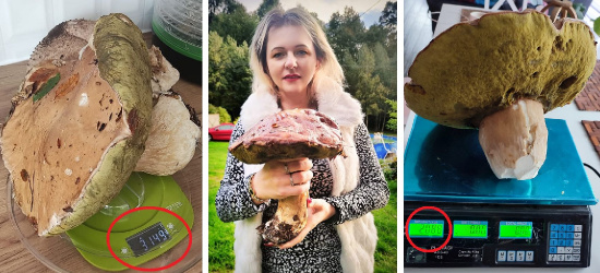 Takiego wysypu grzybów jeszcze nie było! Kolejne zdumiewające ZDJĘCIA