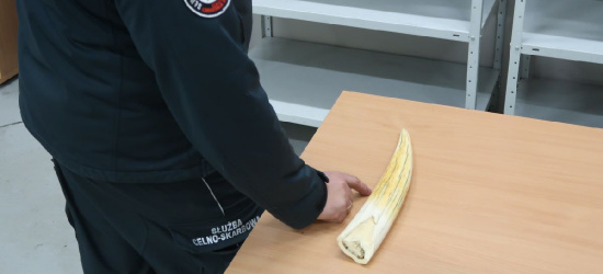 71-latek przewoził przez granicę kieł morsa (ZDJĘCIA)