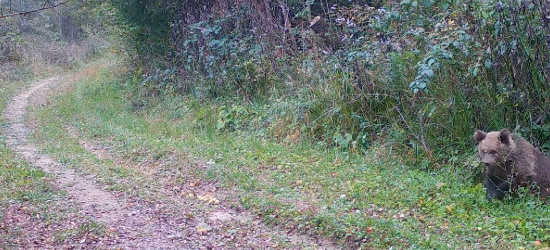 BIESZCZADY: ,,Misie” gromadzą zapasy na zimę (VIDEO)