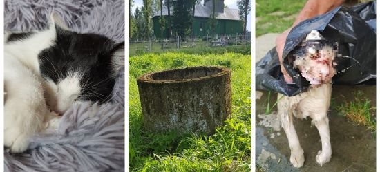 WRACAMY DO TEMATU: „Jakiś zwyrodnialec zabił kotkę i wrzucił ją do studni…”