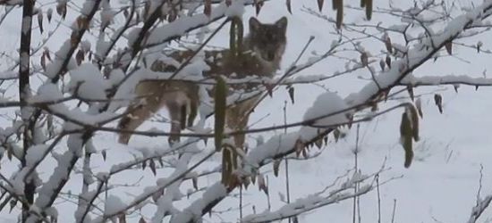 BIESZCZADY: Nie ma problemu by spotkać wilka (VIDEO)