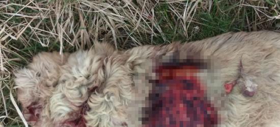 Kibice Stali Sanok pomogli drużynie podczas derbów (VIDEO HD)
