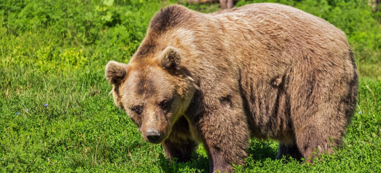 Uwaga niedźwiedź! Ostrzeżenie w powiecie brzozowskim (VIDEO)