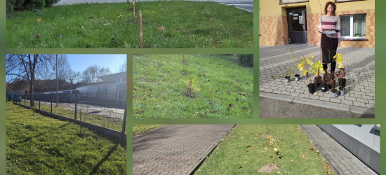 Wzbogacamy przyrodę Podkarpacia – Powiat Sanocki sadzi rośliny miododajne