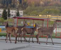 BIESZCZADY: Spóźniły się na autobus. Dzikie zwierzęta w centrum miasta (FILM)