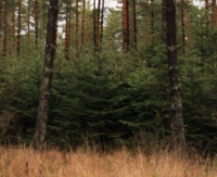 „Choinki” są bezpieczne