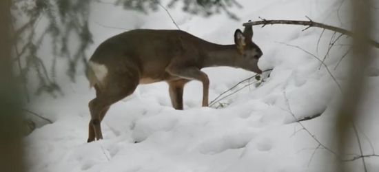 Pięknie w tych naszych Bieszczadach (VIDEO)