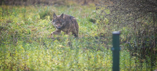 BIESZCZADY: A wilk skrada się powolutku (FOTO)
