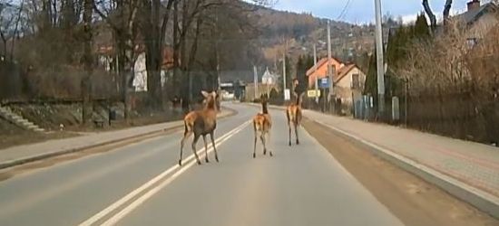 BIESZCZADY: Łanie na jednej z głównych ulic miasta (ZOBACZ VIDEO)