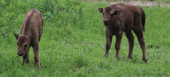 BIESZCZADY: Narodziny w żubrzej zagrodzie. Konkurs (FOTO)