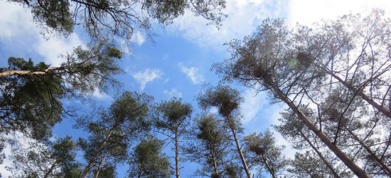 Kłopotliwa i cenna zarazem