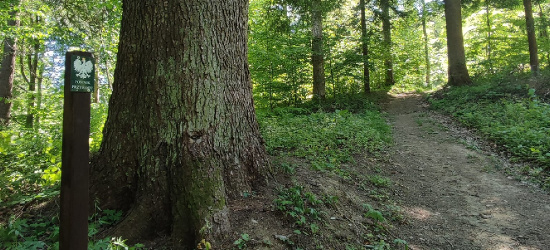 Bieszczady zyskały kolejny pomnik przyrody (ZDJĘCIA)