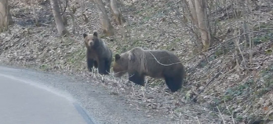 BIESZCZADY: Kiedy drogą zawładną niedźwiedzie (FILM)