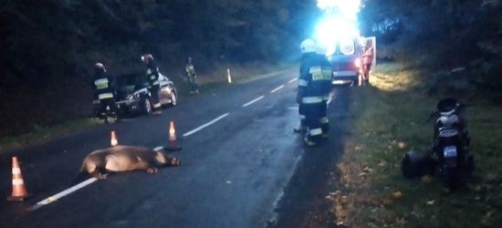 Wypadek z udziałem osobówki, motocykla i lochy dzika (FOTO)