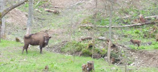 BIESZCZADY: Młode żubry czekają na imiona