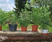 24 sadzonki i kradzież prądu