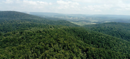 Przyszłość podkarpackich lasów w dobie zmian klimatycznych