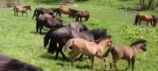 BIESZCZADY: Huculskie „dzieciaki” na wypasie! (VIDEO)