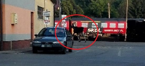OTRZYMALIŚMY: Łoś na dworcu w Zagórzu? (FOTO)