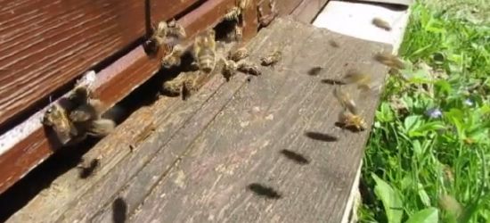 „Pszczółki mają trochę pogody” (VIDEO)