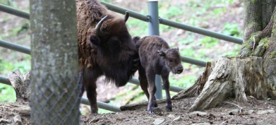 BIESZCZADY: Ruch w żubrzej zagrodzie (ZDJĘCIA)