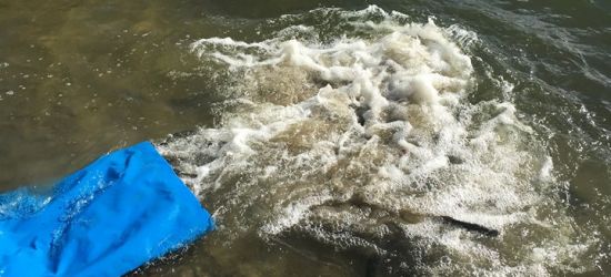 STRAŻ RYBACKA: Stawy zarybione pstrągiem tęczowym