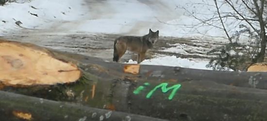 BIESZCZADY: Bliskie spotkanie z wilkiem! (VIDEO)