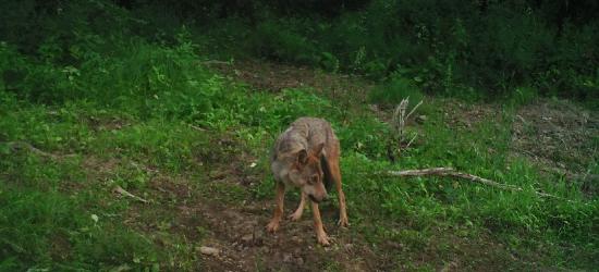 Wilcza kolacja. Drapieżniki ucztowały nieopodal pola namiotowego (VIDEO)