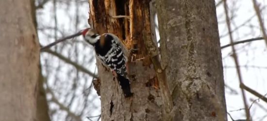 BIESZCZADY: Pobudka! Dzięcioł poszukuje śniadania! (VIDEO)