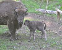 BIESZCZADY: Pierwszy, tegoroczny mały żubr! Jakie imię dla malucha? (FOTO)