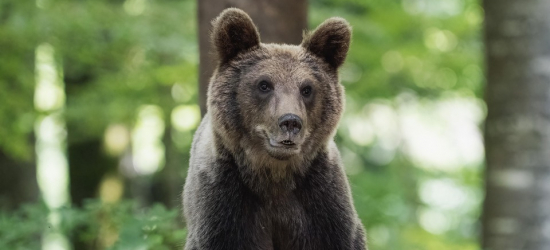 Niedźwiedź ponownie widziany w Dobrej. Wraca „do siebie”? (VIDEO)