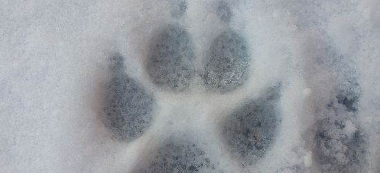SANOK: Tropy wilka w okolicach ulicy Topolowej? (ZDJĘCIA)