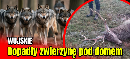 WUJSKIE: Wilki dopadły jelenia na prywatnej posesji. Kto zapłaci za szkody? (FOTO 18+)