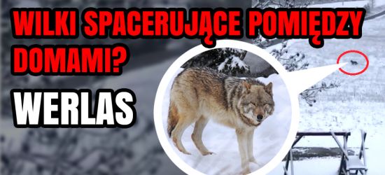 WERLAS. Wilki spacerujące pomiędzy domami? „Psy likwidowane na bieżąco” (VIDEO)