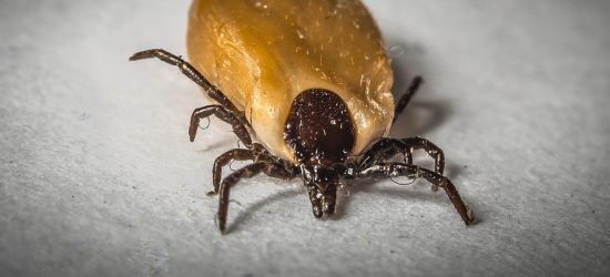 W mieleckim szpitalu mamy najnowszej generacji testy na boreliozę