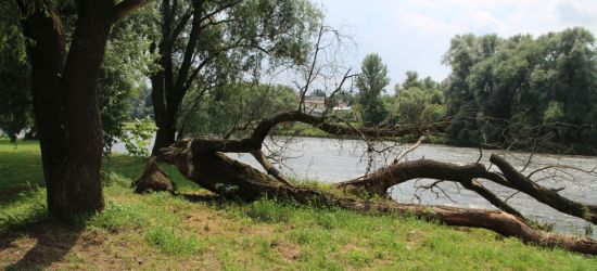 SANOK: Bobry powaliły olbrzymie drzewo. Trzeba uważać! (ZDJĘCIA)