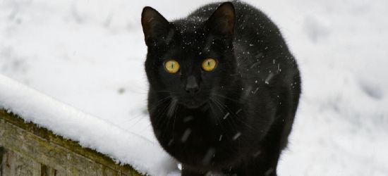 INTERWENCJA: Idzie trudny czas dla bezdomnych kotów. Potrzebna pomoc!
