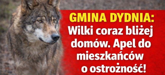 GMINA DYDNIA: Wilki coraz bliżej domów. Apel do mieszkańców o ostrożność