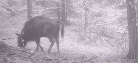 Żubry to jednak „ranne ptaszki” (VIDEO)