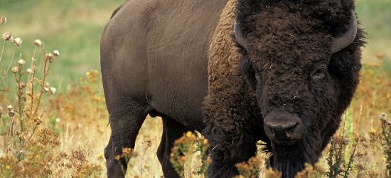 BIESZCZADY: Żubry wędrują do miejsc zimowania. ZOBACZ wyjątkowe zdjęcie