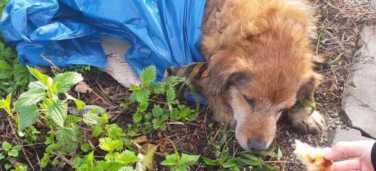 UDOSTĘPNIJ! Nałożył psu krawat, zapakował w worek i zostawił przy drodze (FOTO)