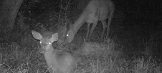BIESZCZADY: W ciemnym, dzikim sadzie (VIDEO)