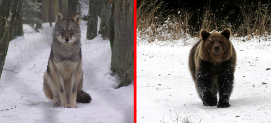 Wilki i niedźwiedzie na „celowniku” urzędników