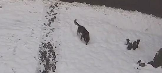 „Wilki widzimy praktycznie codziennie” (VIDEO)