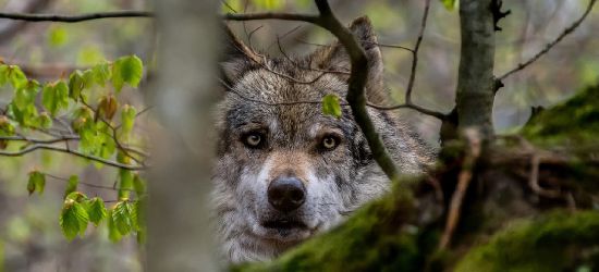BIESZCZADY: Wilcze spacery gdzieś nad Górzanką (VIDEO)