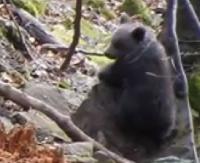 BIESZCZADY: Maluchy rosną jak na drożdżach i coraz pewniej czują się w lesie (FILM)