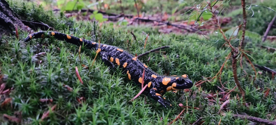 Wiosenne wędrówki salamander plamistych  (VIDEO, ZDJĘCIA)