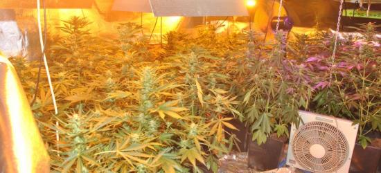 SANOK: Nielegalna plantacja konopi indyjskich. Akcja policji (VIDEO, FOTO)