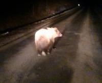 BIESZCZADY: Bliskie spotkania z niedźwiedziem. Uwaga na zwierzę błąkające się w okolicach Polany (FILM)
